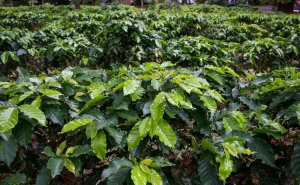 Cientistas espalham 100 toneladas de polpa de café e veem árvores surgir em área de capim após dois anos