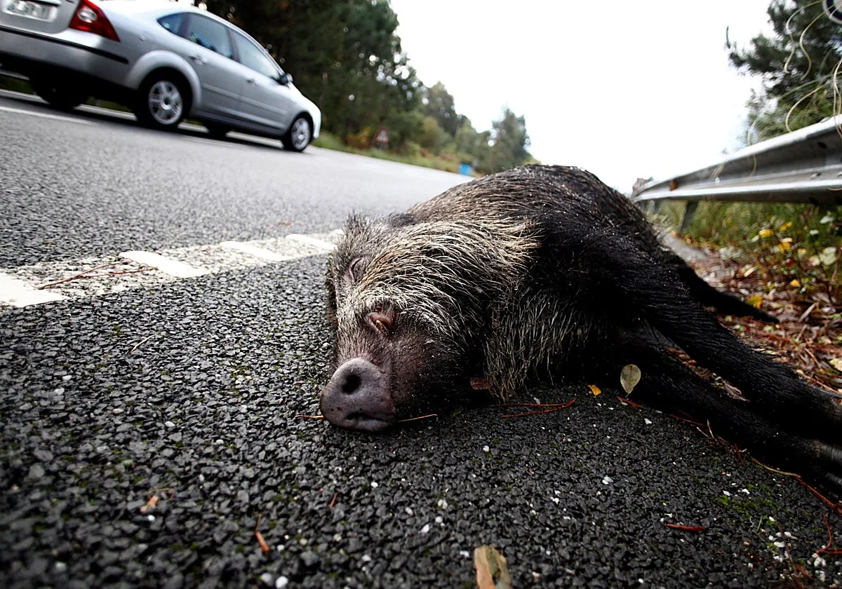 Un pionero sistema contra jabalíes logra reducir en un 60% los accidentes con animales implicados en la AP-9