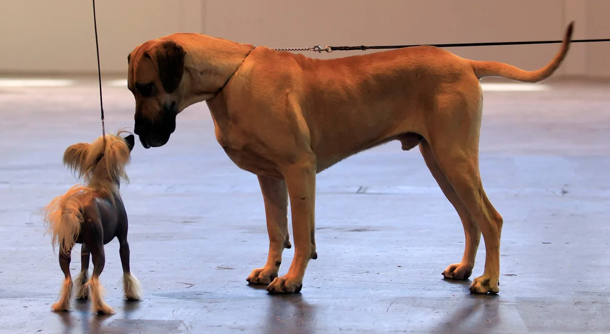 Large dogs age more quickly than small dogs as a result of DNA changes, study shows