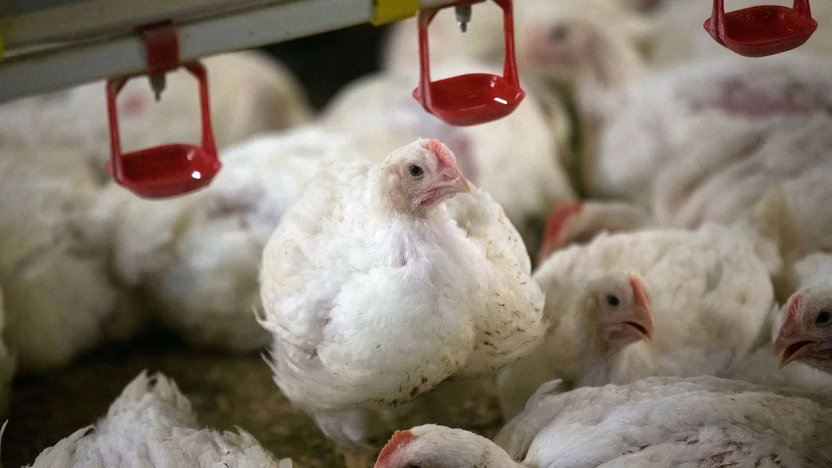 Landwirtschaft: 200.000 Hähnchen: Behörde genehmigt Mastbetrieb