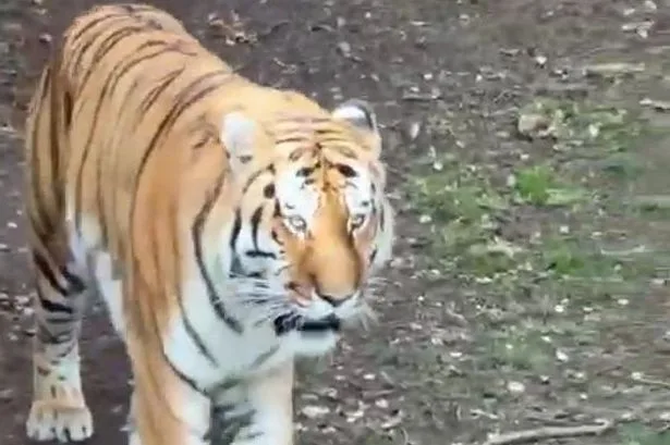 Yorkshire tiger attack - latest: Man appears to 'bow down' to animal before fatal mauling