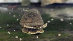 Rare snails lay eggs during car journey to zoo