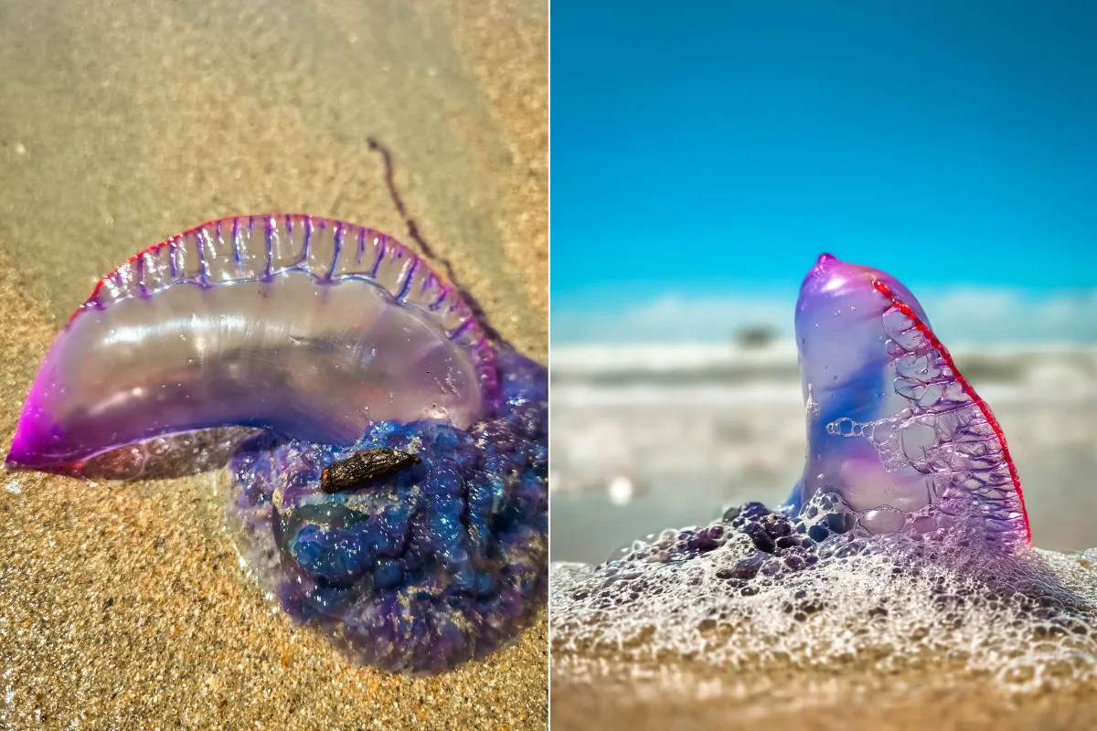 Caravelas aparecem com mais frequência em praias de São Luís; veja como evitar acidentes