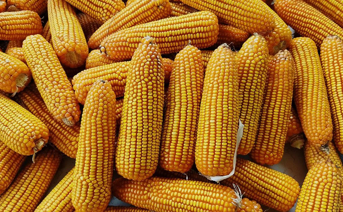 Венгрия разрешила транзит украинской кукурузы через свою территорию