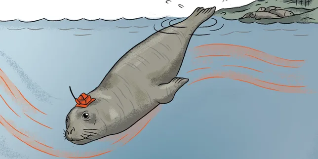 Découverte de nouveaux courants marins grâce aux éléphants de mer des Kerguelen