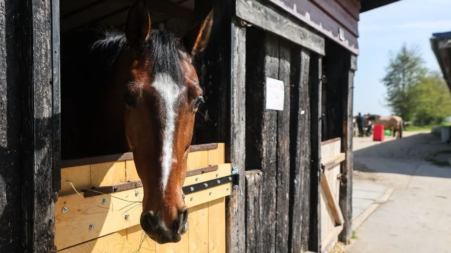 Une adolescente de 12 ans meurt après une chute à cheval en Aveyron, le centre équestre fermé temporairement