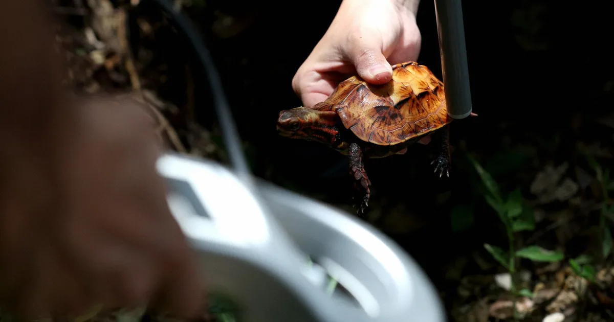 一度捕らえられた生き物の末路は? 沖縄の密猟赤ガメの野生復帰