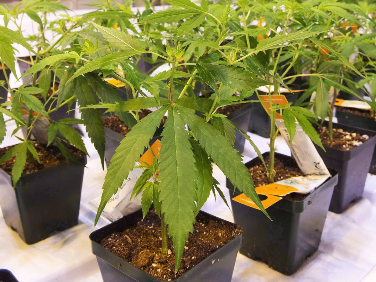 Curaleaf launches $260-million takeover bid for Aurora Cannabis