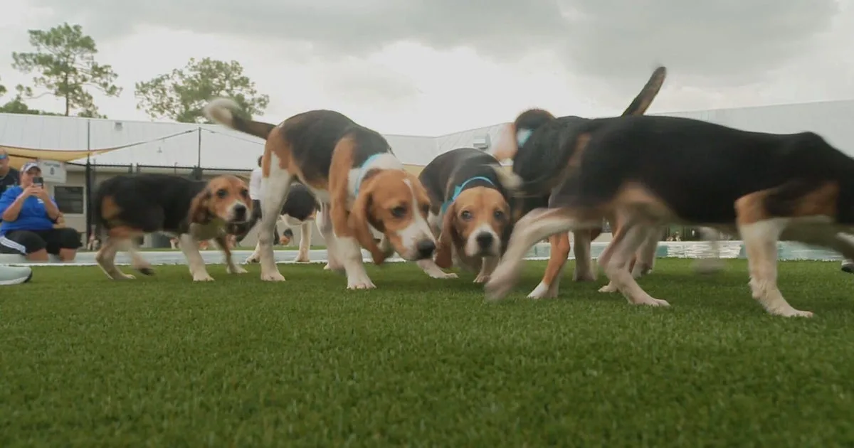 Beagles bred for research get new life amid questions over federal oversight