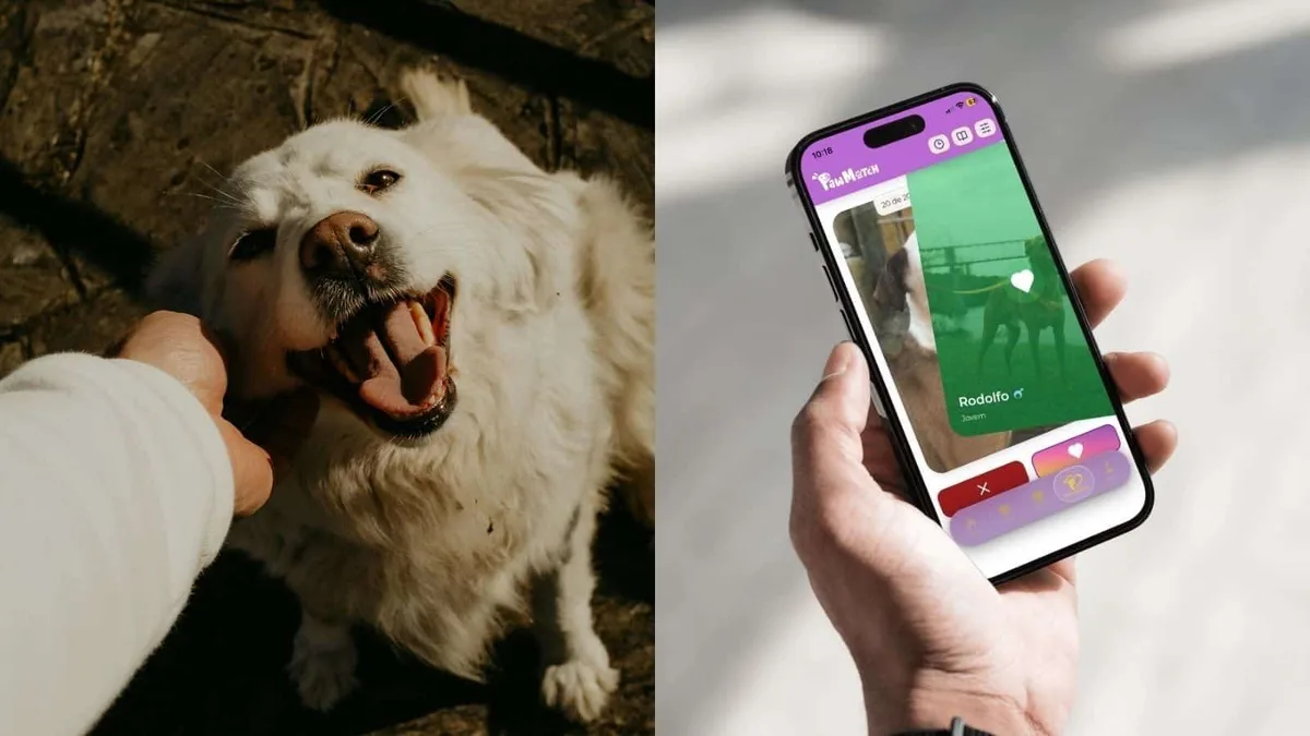 App portuguesa para adoção de animais é um “museu digital de patudos” à moda do Tinder