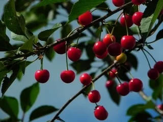Cerisiers, pommiers, poiriers : 300 habitants du Val-de-Marne pourront bientôt récupérer gratuitement un arbre fruitier