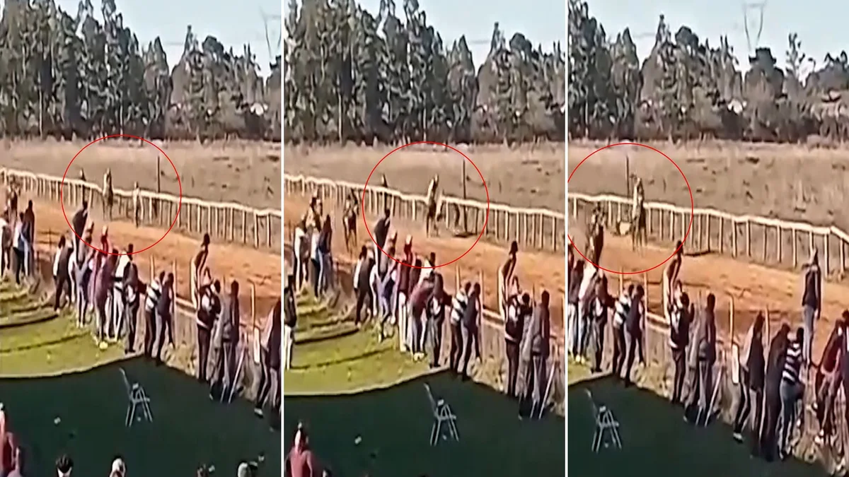 Entró a la pista de un hipódromo a festejar el triunfo de su caballo, fue atropellado por otro y terminó internado