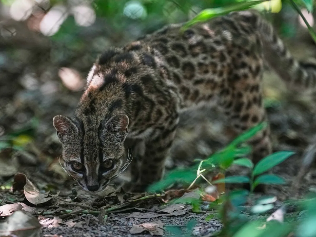 Tiny wild cat ‘Tigrino’ newly identified as species draws visitors in Bolivia