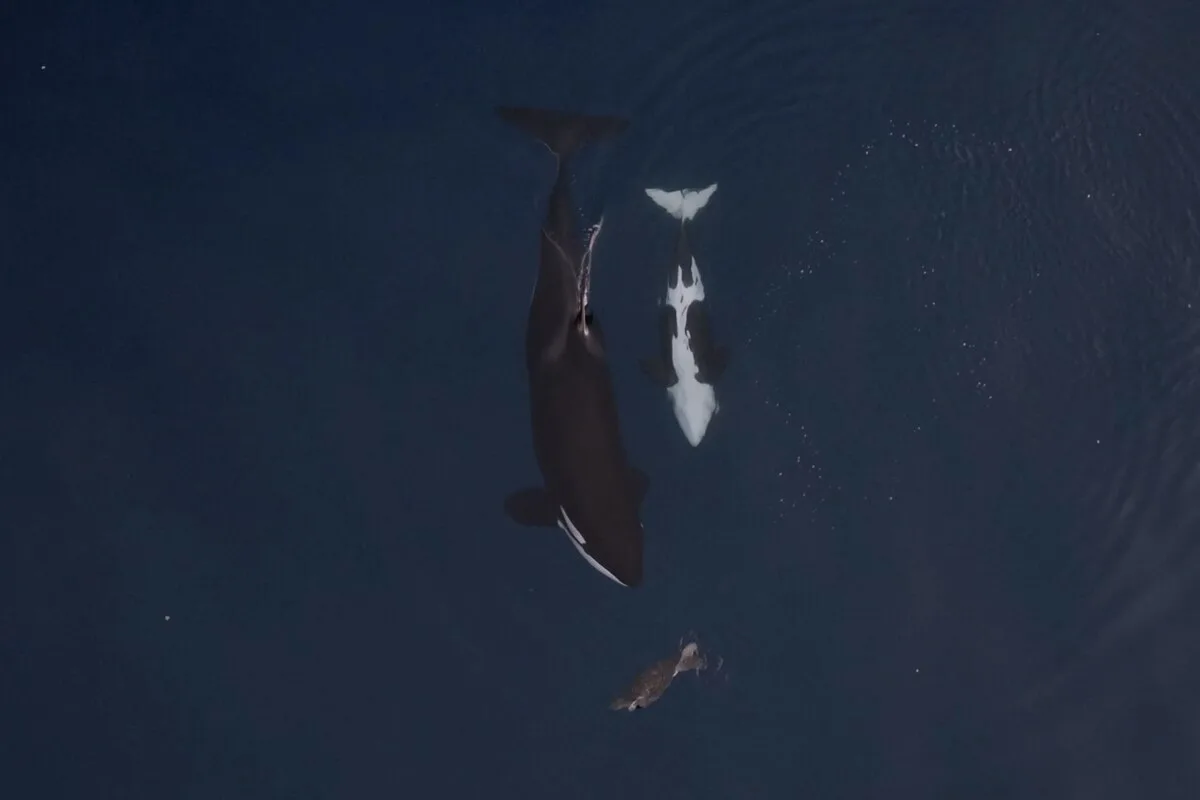 【動画】母シャチが子の前で執拗なウミガメ狩り、いったいなぜ？