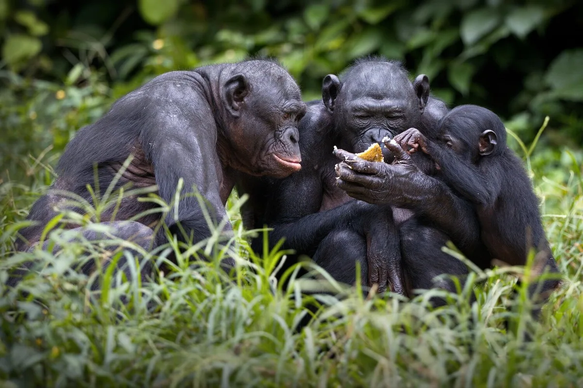 Os chimpanzés também dão aulas (e entregam ferramentas aos aprendizes)