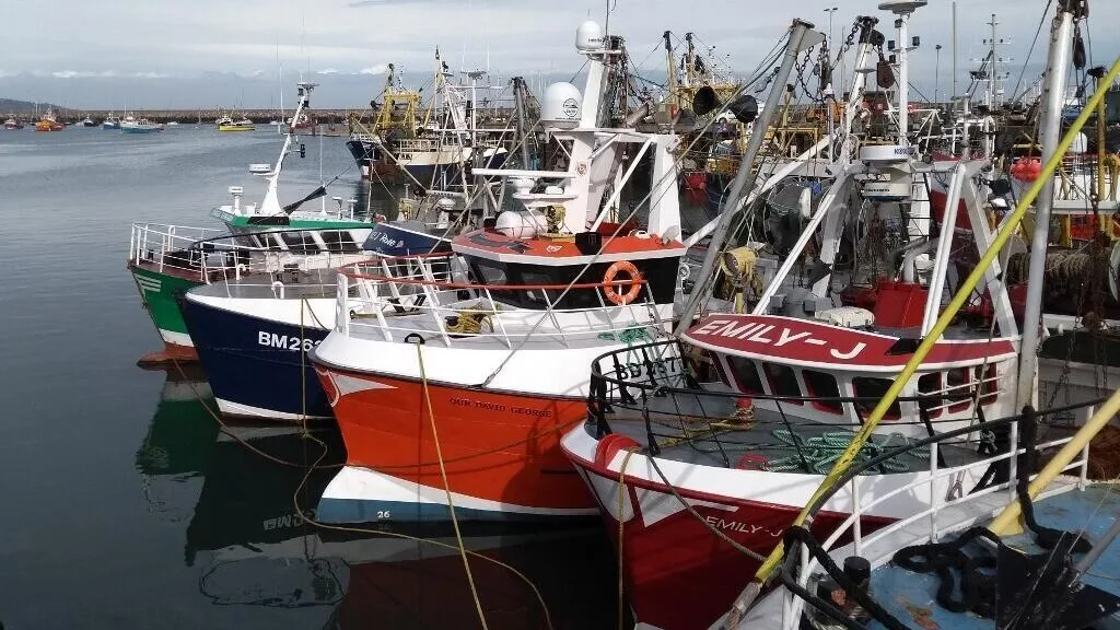 Como uma invasão de polvos no Canal da Mancha está transformando a pesca no Reino Unido