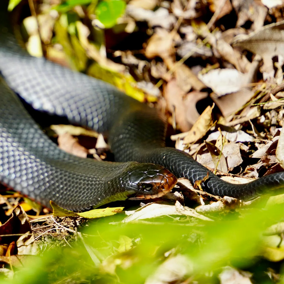 Deadly fungi are harming Australia’s wild reptiles. This is how to stop the spread
