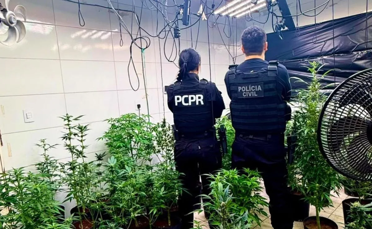 Polícia descobre laboratório superequipado com quase 200 pés de maconha e droga pronta para venda