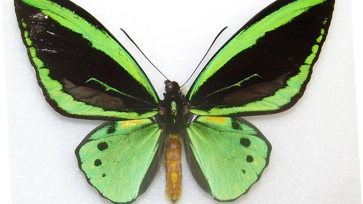 Butterfly wings-inspired design could boost electricity production by 66%