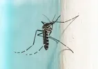 'Primo' do Aedes aegypti consegue pôr ovos a mais de 10 metros do solo