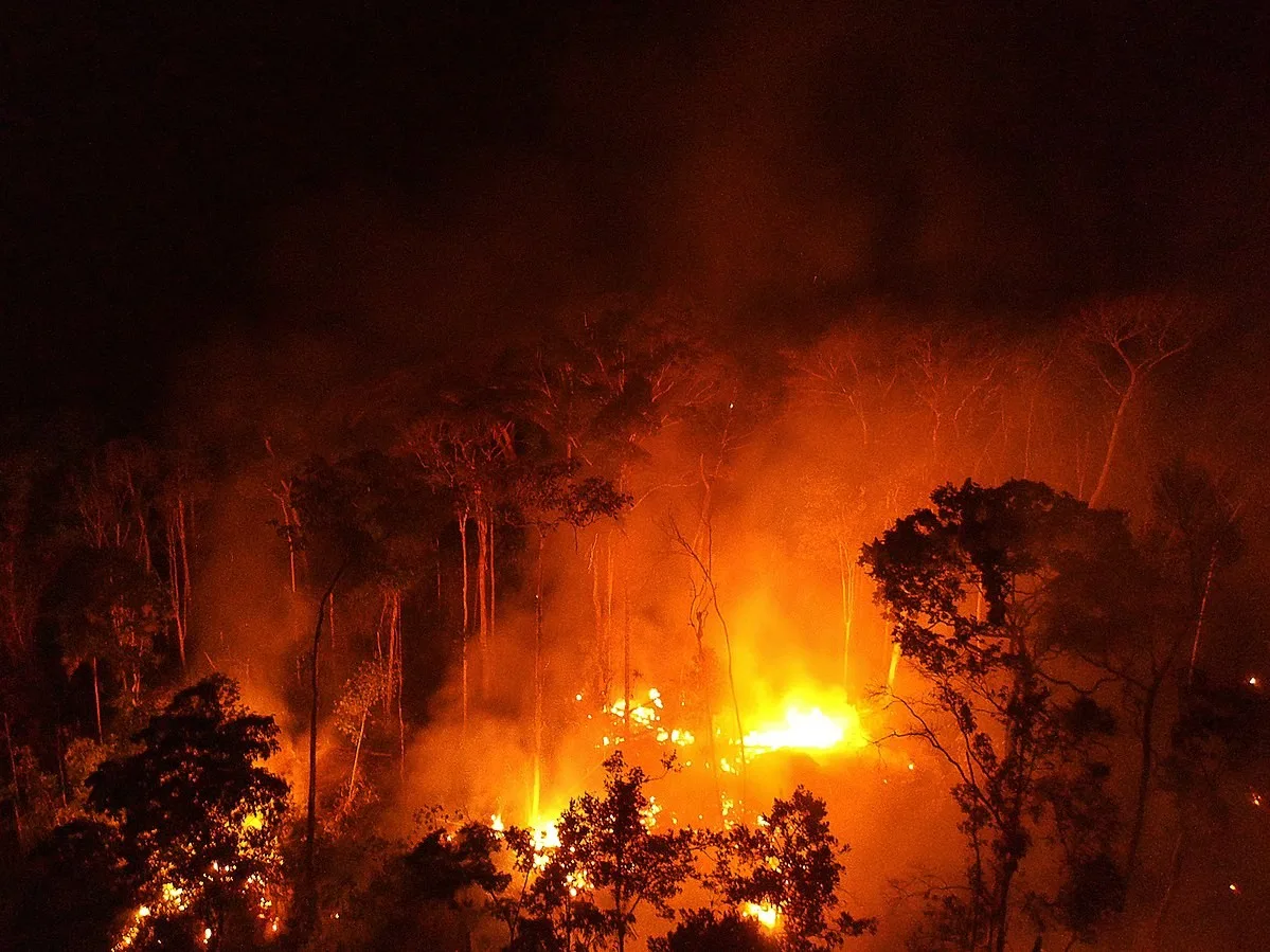 Como os ecossistemas se recuperam depois do fogo?
