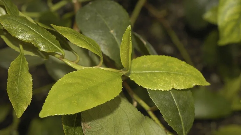 Un jeune homme de 28 ans interpellé à l'aéroport de Roissy pour transport de khat, une plante classée comme stupéfiant
