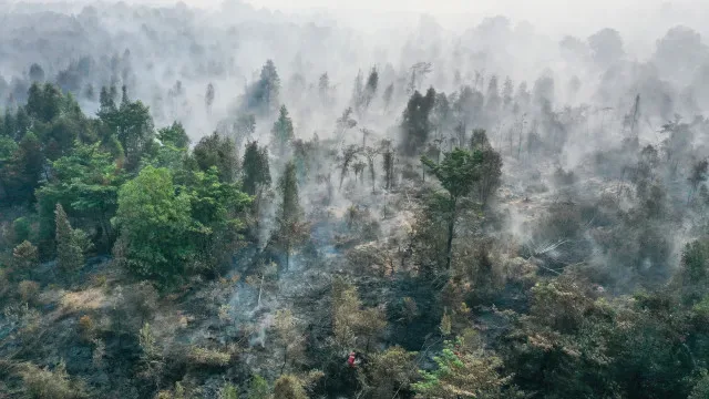 Cerca de 1,9 milhões de hectares de florestas arderam na Indonésia