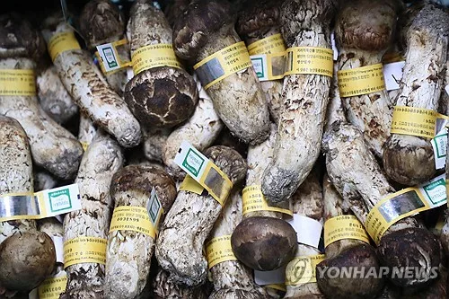[현장] 추석 앞두고 양양 송이 공판 시작…1등품 ㎏당 120만원