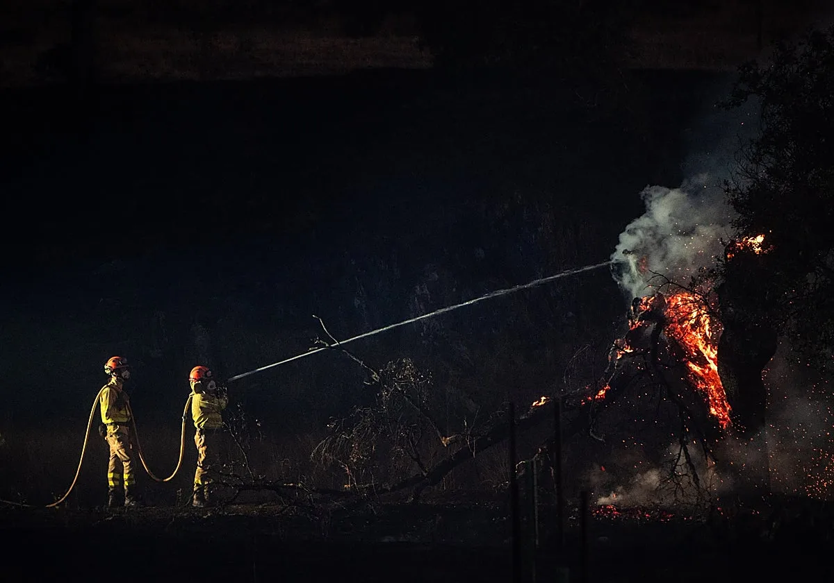 Menos pinos para prevenir incendios: la medida con la que Extremadura quiere transformar 8.000 hectáreas de monte