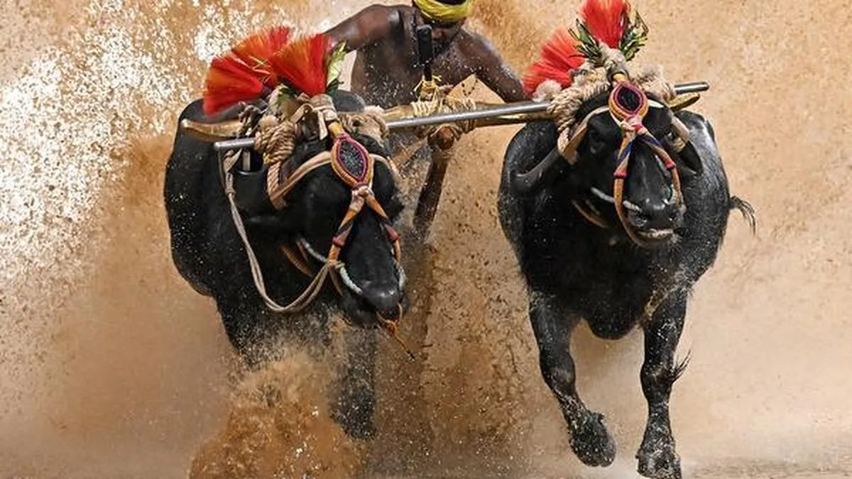Dasara: Kambala set for October 18 and 19 despite opposition