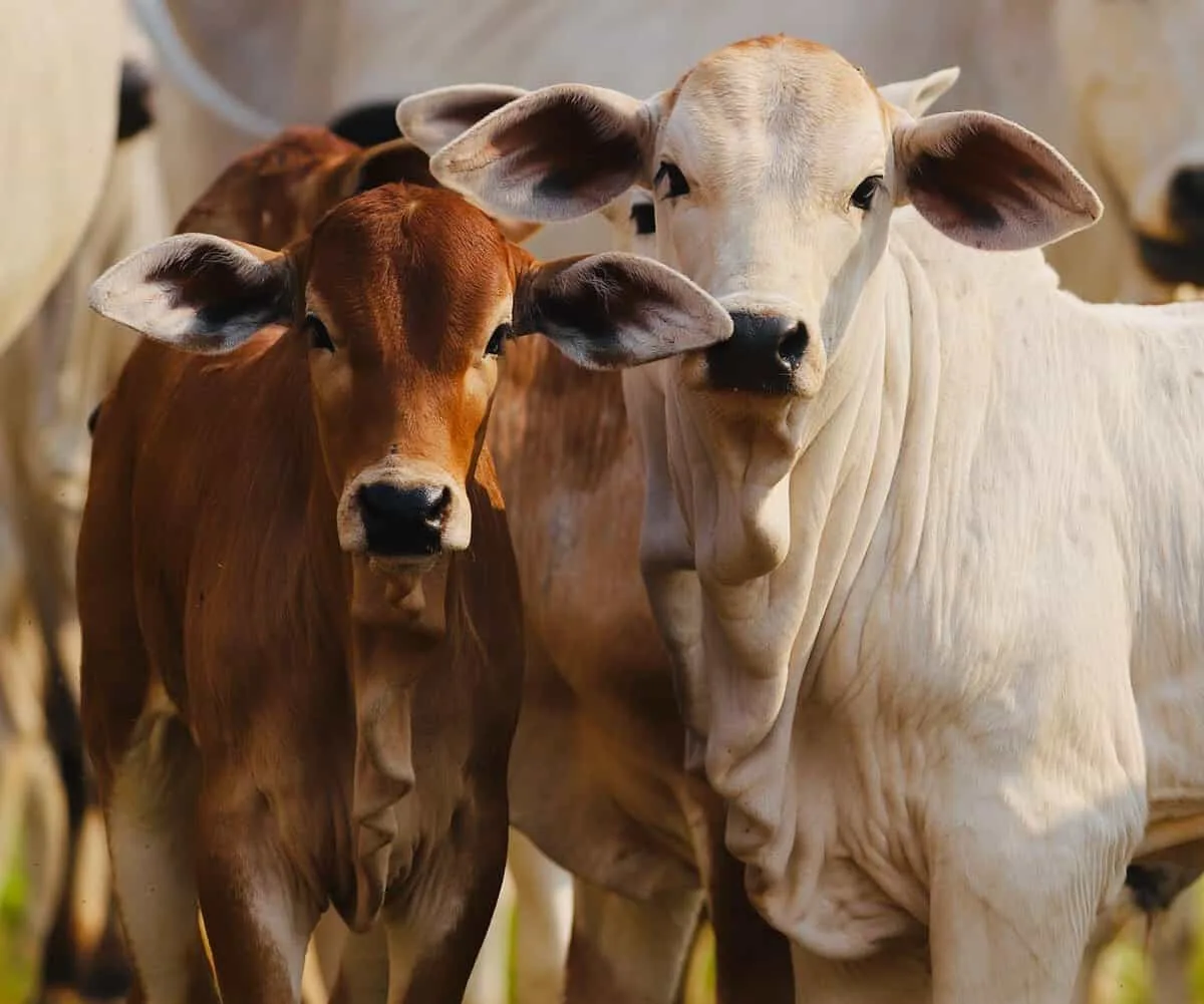 Preço do gado de reposição no Acre mostra diferença entre categorias