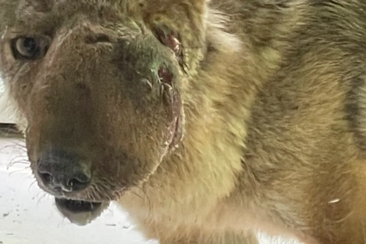 Beloved coyote Wendy finally rescued after community spent weeks trying to save her