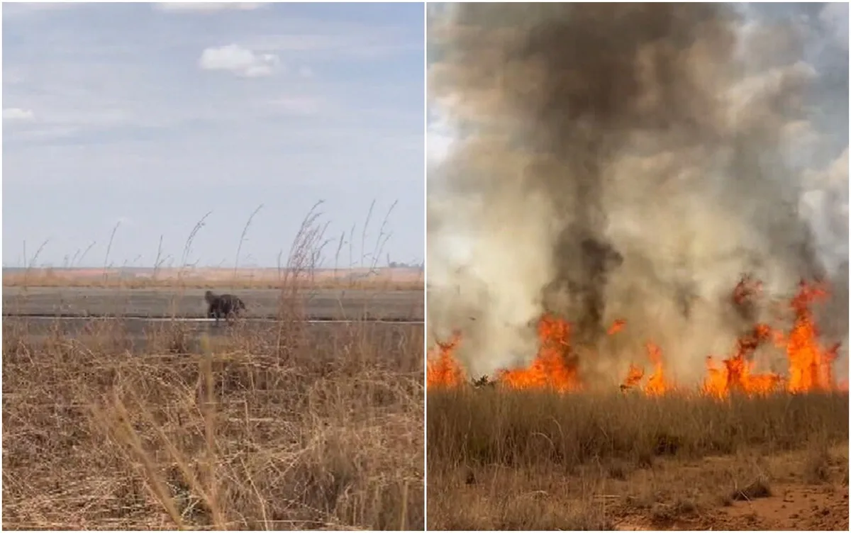 Tamanduá comove ao correr desesperado durante incêndio em Goiás; vídeo