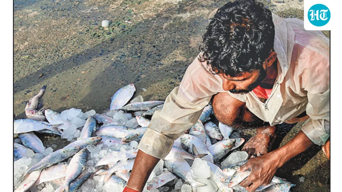 Hilsa tide turns as India sends 500MT fish to Bangladesh over 2 months: 'Usually the other way round'