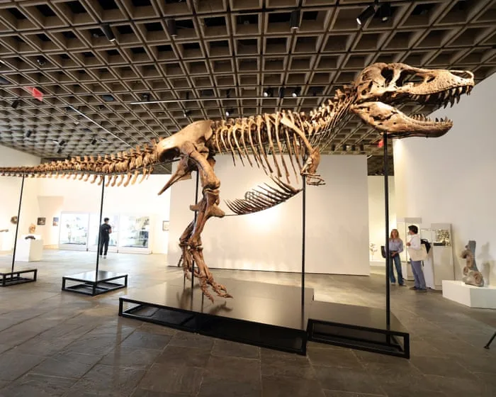 The ultra rich are collecting fossils. And that’s bad for science - video