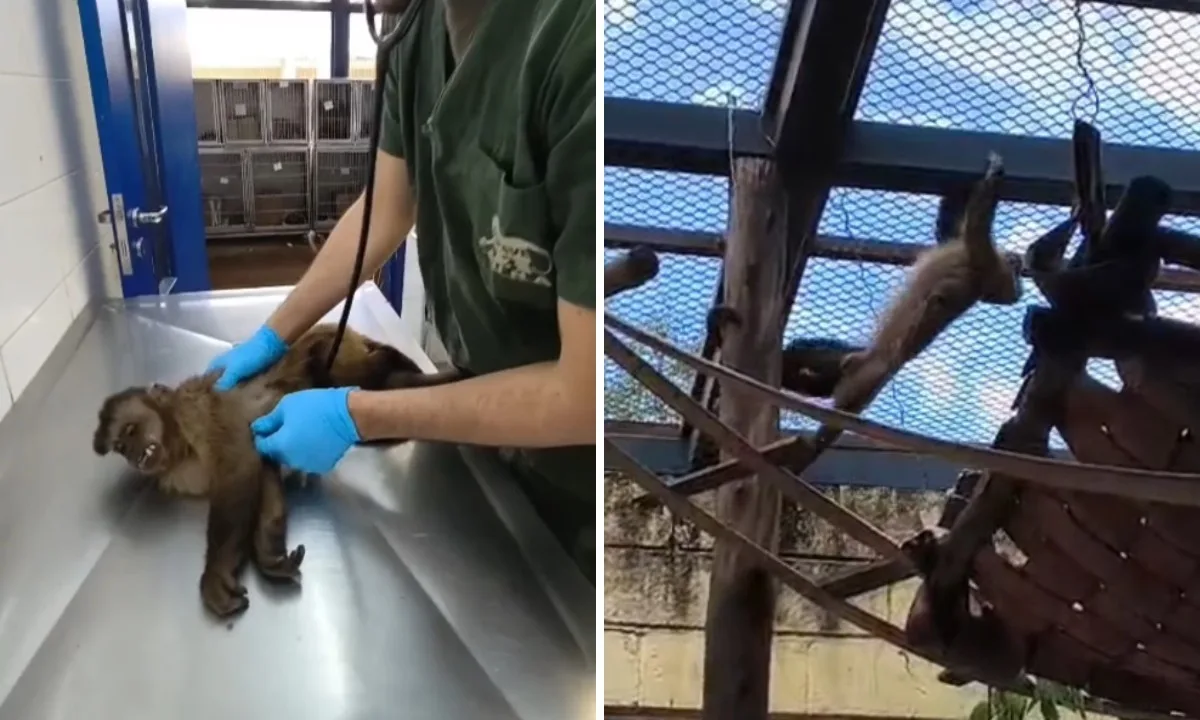 Macaco-prego que circulava por bairros do Centro e da Zona Oeste de SP é resgatado