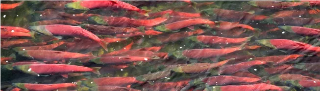 David E. Kelley & Norcross Productions Launch Live Migrations Nature Series, ‘The Great Sockeye Migration’
