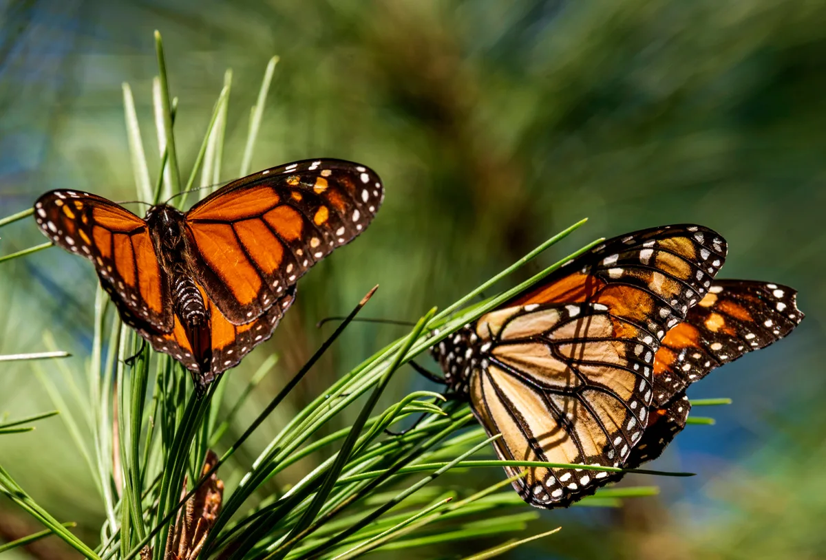 Trámites para exportar mariposas de Panamá a Turquía a finales de octubre están en su fase final
