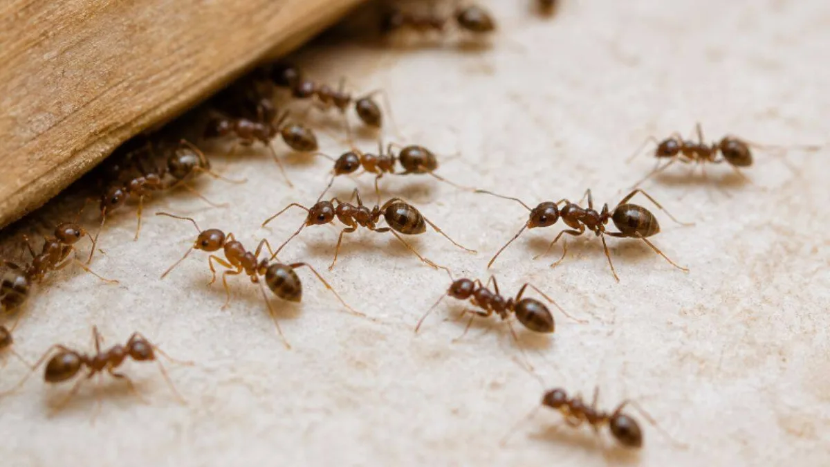 Scientists tested two Argentine ant baits; one sent them roaming, other drove them near water