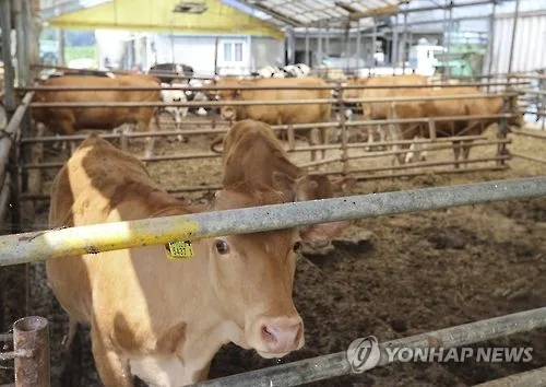 마을서 1㎞ 거리에 축사…대법 "영광군 '건축허가 반려' 적법"