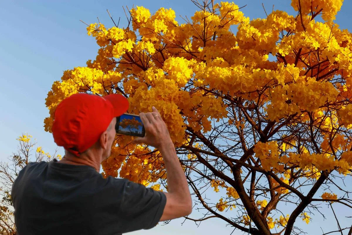 Minha Brasília Amarela: ipês inundam a cidade e deixam moradores apaixonados