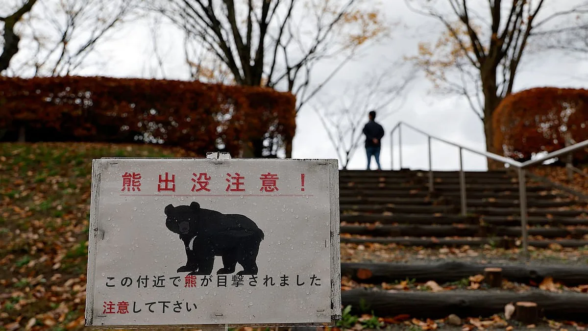 Um problema de ursos. Japão abateu 14 mil após onda de ataques mortíferos
