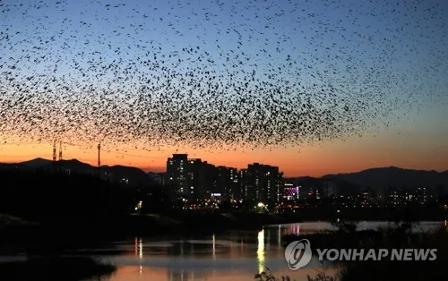 울산 태화강에 떼까마귀 올해 첫 관찰…작년보다 5일 빨라
