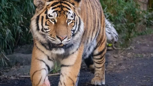 Drama in englischem Zoo - Mann steigt in Tigergehege und wird totgebissen