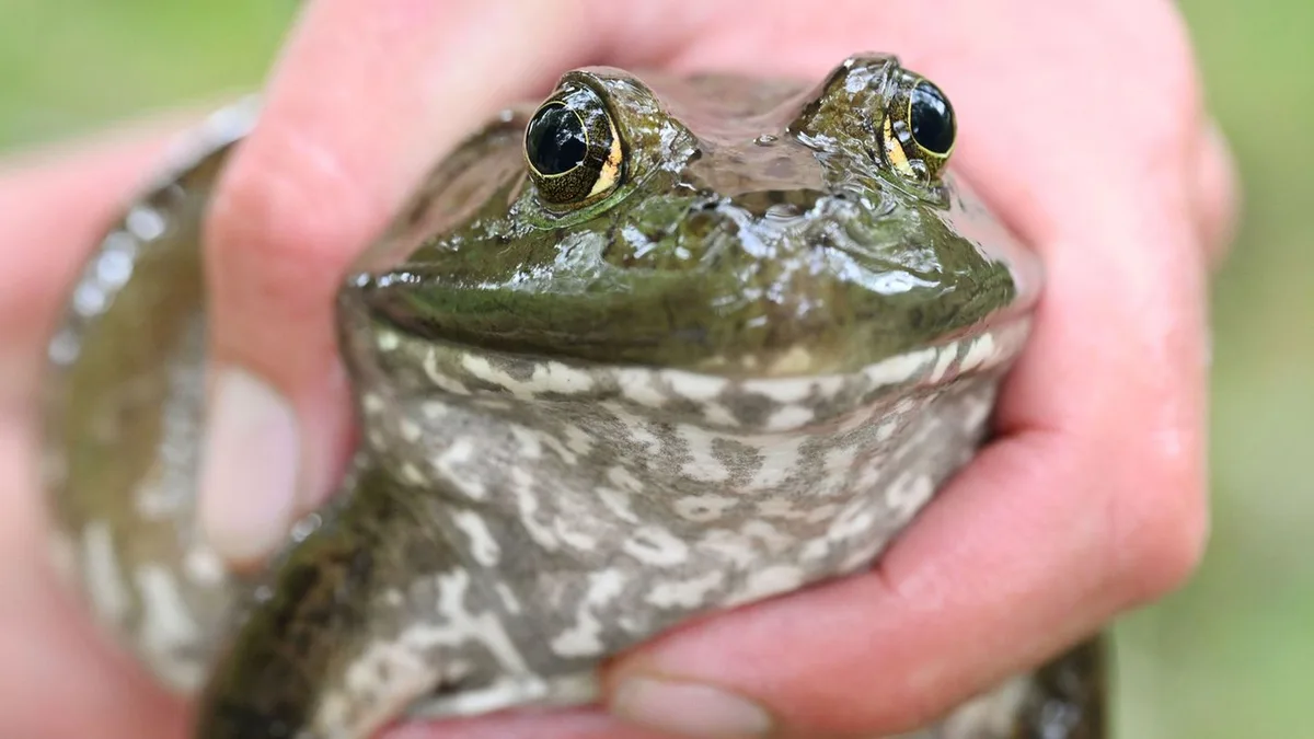 Invasive Tiere: Begünstigt der heiße Sommer Ausbreitung des Ochsenfrosches?
