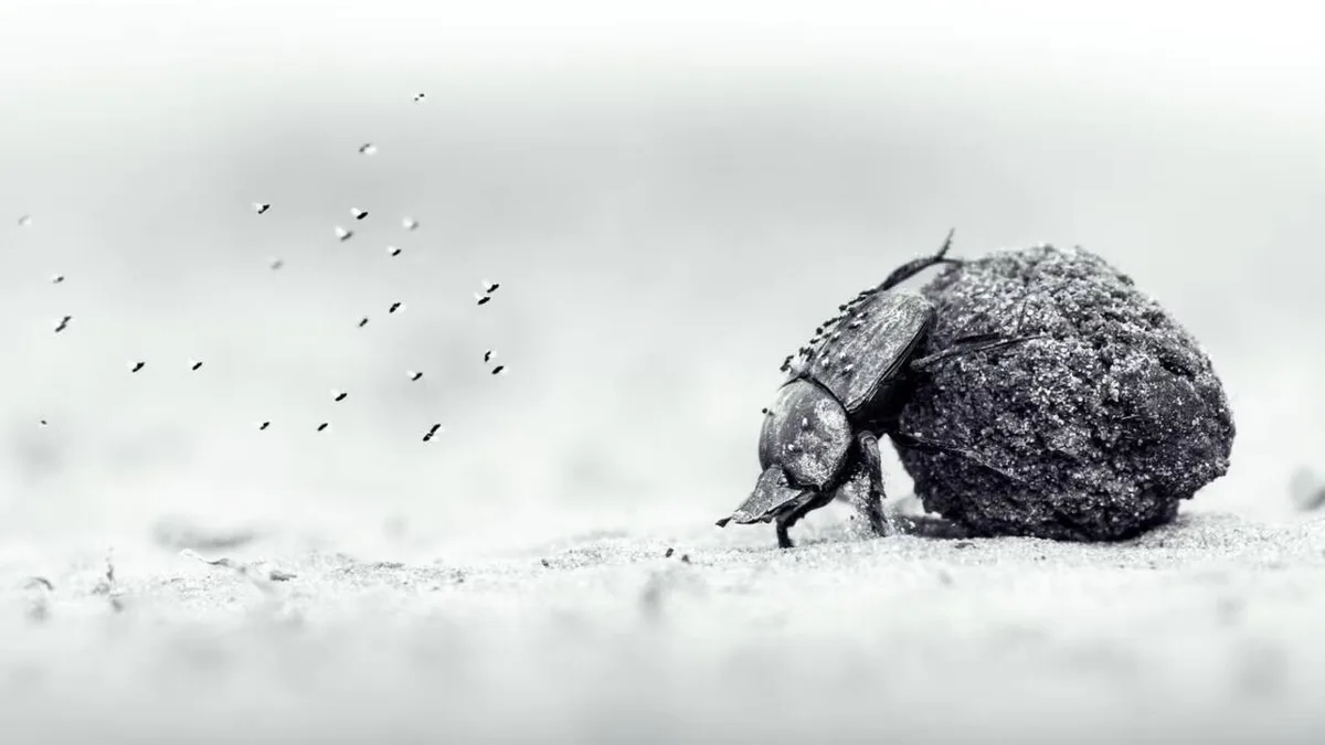 Oscar Whitfield wins Young Wildlife Photographer title with dung beetle image