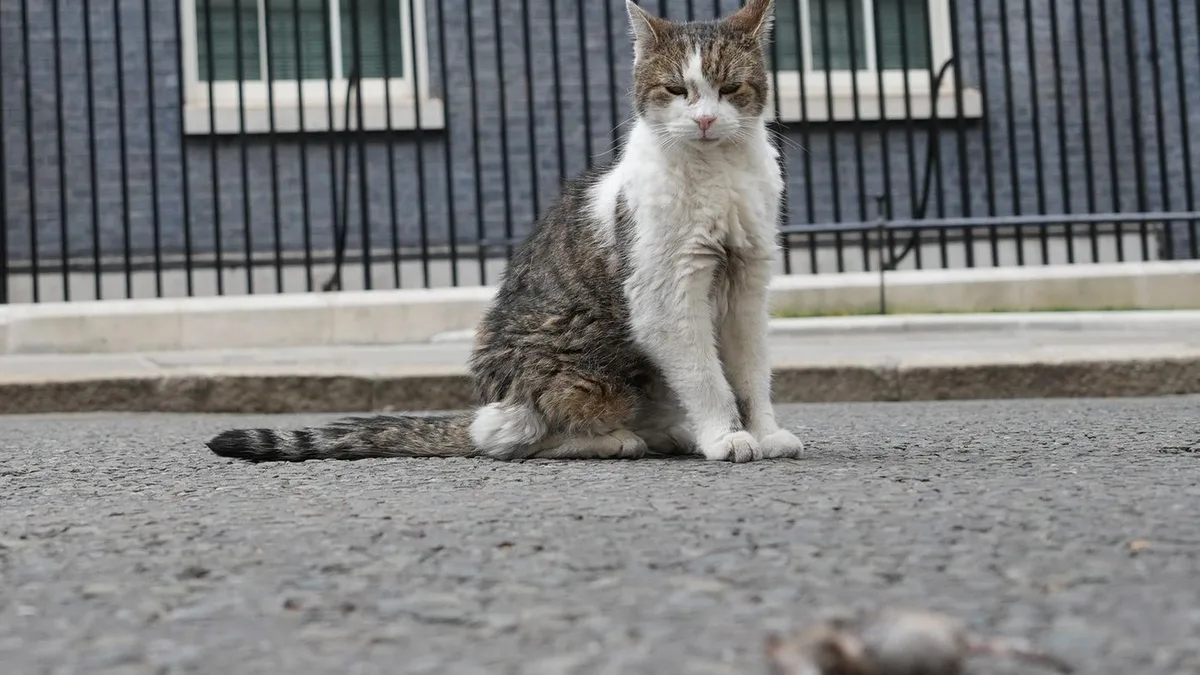 Großbritannien: Der berühmte Kater Larry soll tot sein? Lustige Antwort auf X