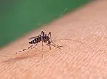 Mosquitoes carrying 'breakbone fever' virus expand their reach into US... as outbreak with horrendous symptoms turns deadly