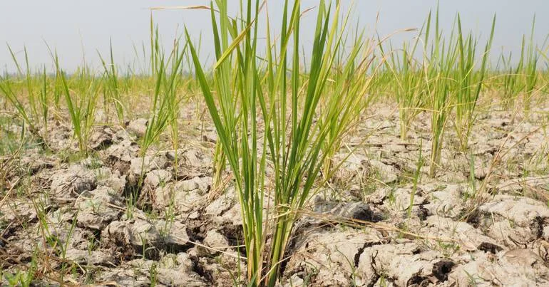 COP17: Portugal exige decisões aplicáveis sobre seca
