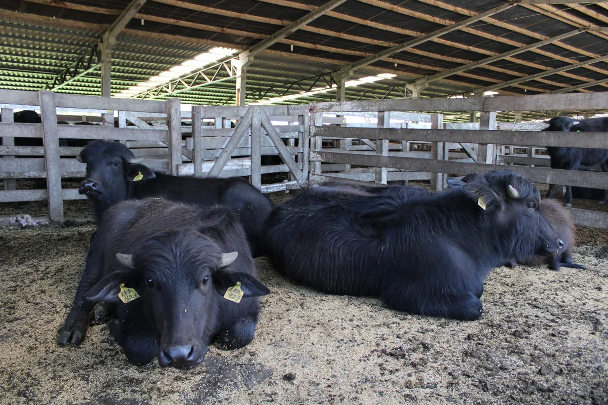 Gerações mais recentes de búfalos produzem 116% mais leite, mostra relatório